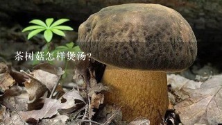 茶树菇怎样煲汤?