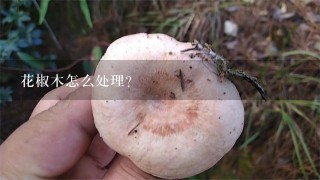 花椒木怎么处理？