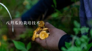 八月瓜的栽培技术