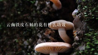 云南铁皮石斛的花有什么功效