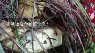 盐碱地适合种植什么？