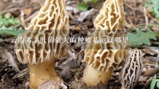 云南省羊肚菌最大的种植基地在哪里