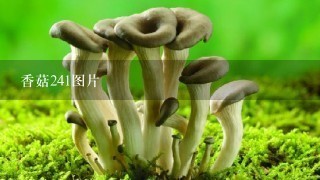 香菇241图片