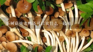 茶树菇炖老鸭还可以放什么一起炖