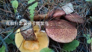 花椒籽怎么种才能发芽