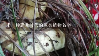 求一种恐龙时代的蕨类植物名字