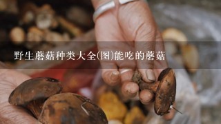 野生蘑菇种类大全(图)能吃的蘑菇