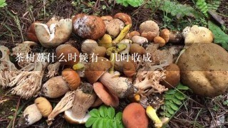 茶树菇什么时候有..几时收成