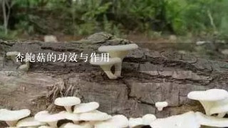 杏鲍菇的功效与作用