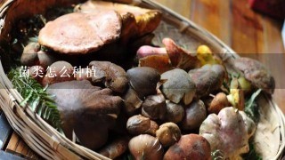 菌类怎么种植