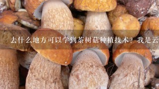 去什么地方可以学到茶树菇种植技术？我是云南红河谢谢