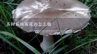 茶树菇炖五花肉怎么做