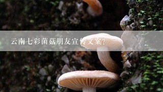 云南七彩菌菇朋友宣传文案？