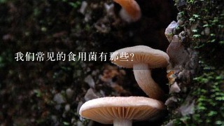 我们常见的食用菌有那些?