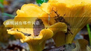 菇组词有哪些词语