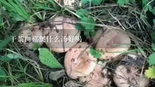 干茶树菇煲什么汤好喝