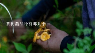 茶树菇品种有那几个