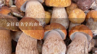 金针菇名字的由来