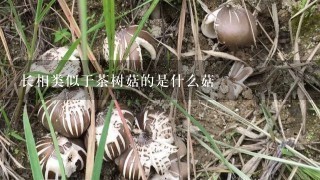 长相类似于茶树菇的是什么菇