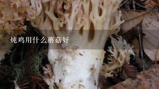 炖鸡用什么蘑菇好