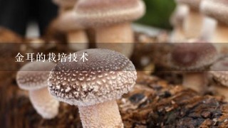 金耳的栽培技术