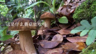 这是什么蘑菇能吃吗