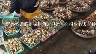 野外经常看到枞树菌，但为什么很少有人工种植？