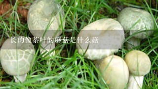 长的像茶叶的蘑菇是什么菇