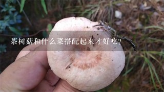 茶树菇和什么菜搭配起来才好吃？