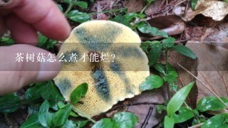 茶树菇怎么煮才能烂？