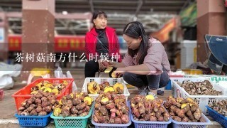 茶树菇南方什么时候种