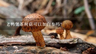 老鸭煲茶树菇可以加白参吗?