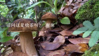 请问这是啥茶呀？ 谢谢