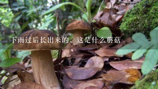 下雨过后长出来的，这是什么蘑菇