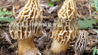 八月瓜什么时候种植最合适