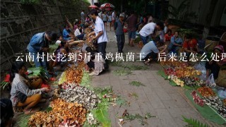 云南村民挖到5斤重鸡枞菌王，后来是怎么处理的呢？