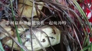 茶树菇和墨鱼能放在一起炖汤吗