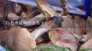 白色香菇叫什么名字？