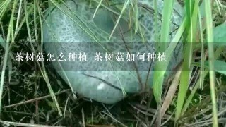 茶树菇怎么种植 茶树菇如何种植