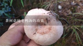 茶树菇炖老鸭汤的功效