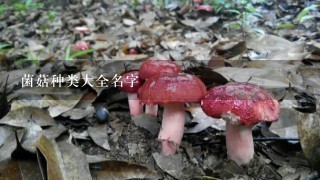 菌菇种类大全名字