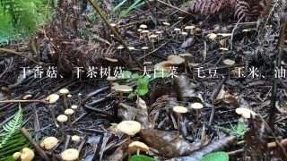 干香菇、干茶树菇、大白菜、毛豆、玉米、油豆腐家里就剩下这些菜了，分别可以做出什么菜来？具体怎么操作