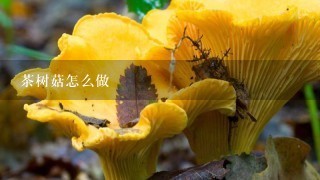 茶树菇怎么做