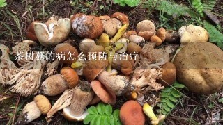 茶树菇的病怎么预防与治疗