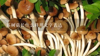 茶树菇长什么样用文字表达