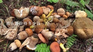 猴头菇价格多少钱一斤