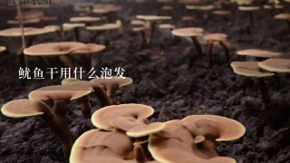 鱿鱼干用什么泡发