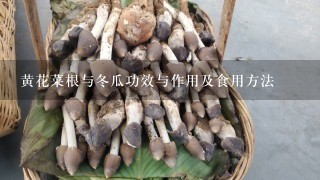 黄花菜根与冬瓜功效与作用及食用方法