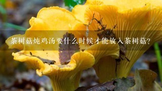 茶树菇炖鸡汤要什么时候才能放入茶树菇？