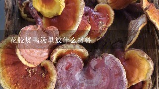 花胶煲鸭汤里放什么材料